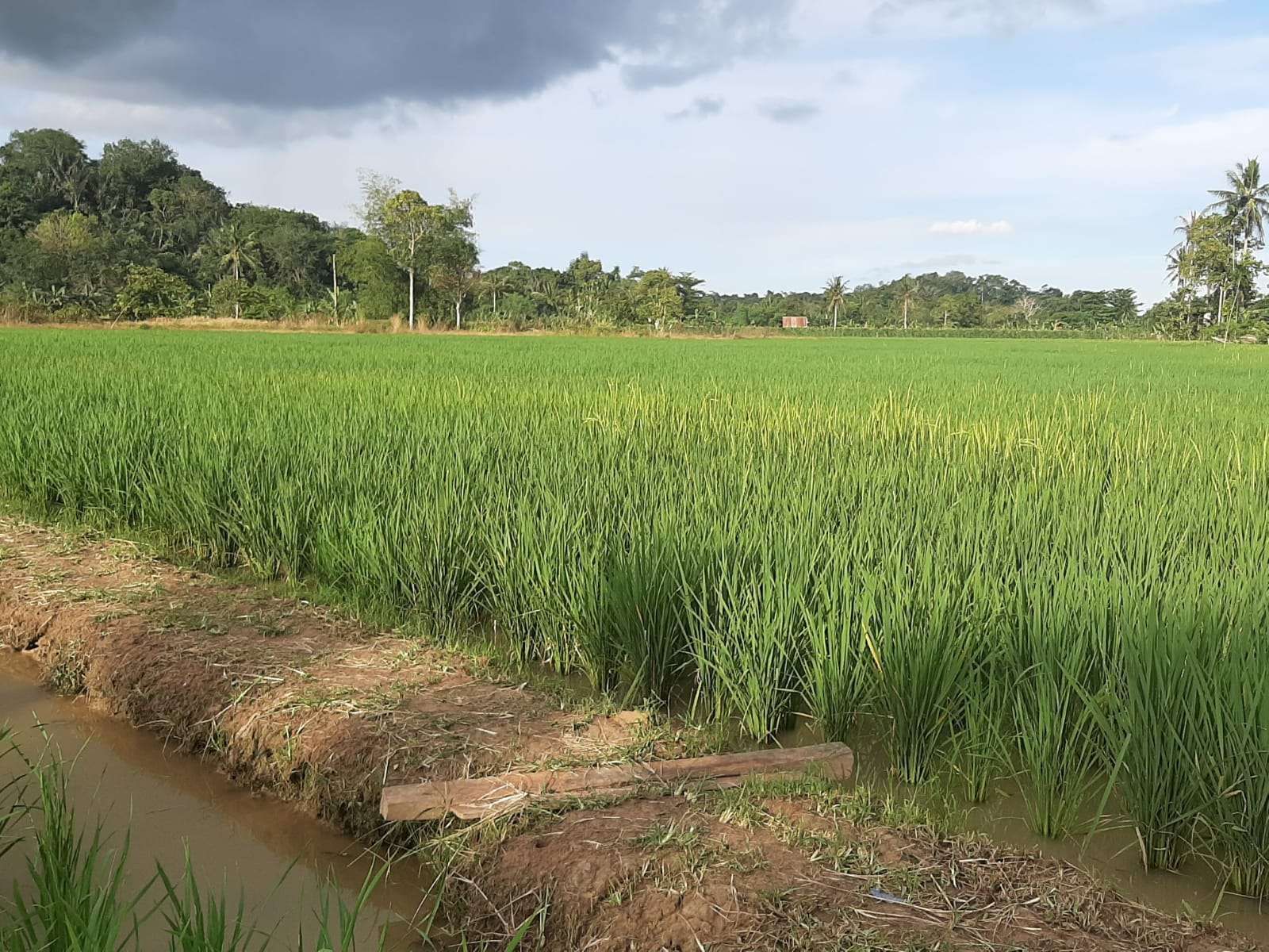 Agrikultur